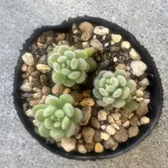 Taeko✱セダム凍結の為おまけなしです様 リクエスト 2点 まとめ商品