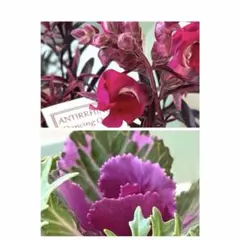 user_a50fc9e1様 リクエスト 2点 まとめ商品