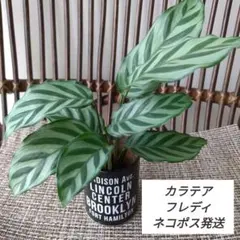 訳あり カラテア フレディ 根付き苗 観葉植物 インテリアのサムネイル