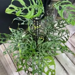 misato10様 リクエスト 2点 まとめ商品