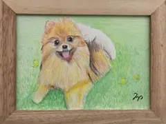 ポメラニアン　色鉛筆画