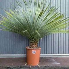 ユッカ ロストラータ yucca rostrata（発根済）#52 - メルカリ