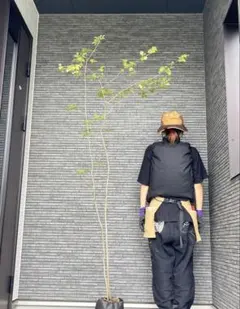 山採り天然　斑紋アオダモ　ツリバナ混合株3本立ち2 山採り天然 斑紋アオダモ ツリバナ混合株3本立ち2 - メルカリ