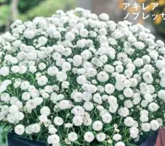 2026年最新】花苗の人気アイテム - メルカリ