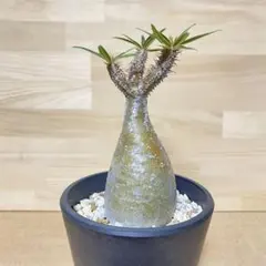 2025年最新】グラキリス 現地球の人気アイテム - メルカリ