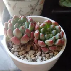 多肉植物♡*ꕤ*.小苗カット苗✿