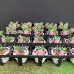 ウォングム農場◎ブラックサバス◎多肉植物 カット苗 輸入苗