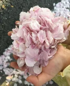 専用