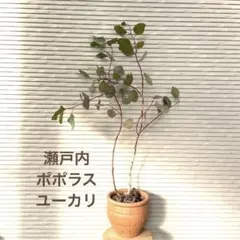 2025年最新】ユーカリ 苗の人気アイテム - メルカリ