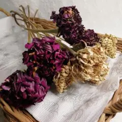 【ドライフラワー】百日草　ヒャクニチソウ　ジニア　22〜30cm