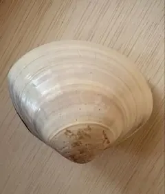 天然貝殻 2枚セット