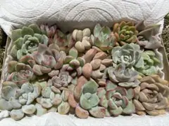 多肉植物　エケベリアカット苗セット　 匿名配送