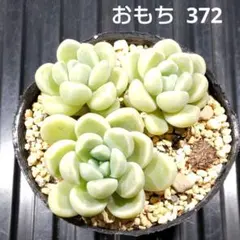 おもち 3株 372 エケベリア 多肉植物 抜き苗