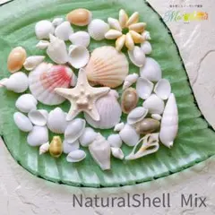 貝殻セット　シェル　パーツ　貝がら　天然素材　装飾　結婚式　海　工作　ハワイ