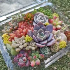 2026年最新】エケベリア 錦の人気アイテム - メルカリ