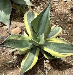 Agave パリー トランカータ 中斑 縞斑 パラサナ オバティフォリア