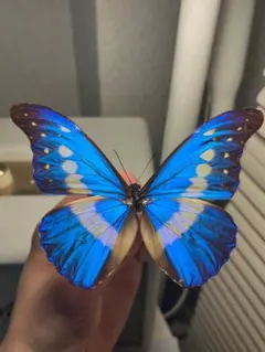 2026年最新】モルフォ 標本の人気アイテム - メルカリ