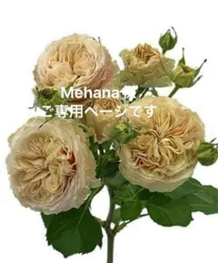 ご専用ページです