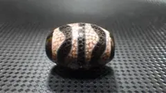 【ジービーズ】双虎牙天珠（魚子紋）