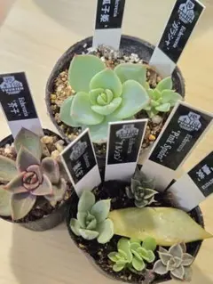 多肉植物葉挿し苗セット☆宅急便コンパクト匿名配送 多肉植物葉挿し苗セット☆宅急便コンパクト匿名配送
