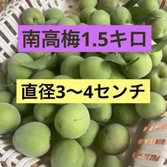 農薬不使用】 大きめ 5/23（土）収穫、即予定 南高梅 産地直送 