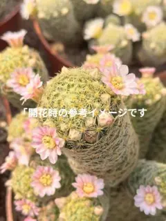 現品】多肉植物 花サボテン MH-001 - メルカリ