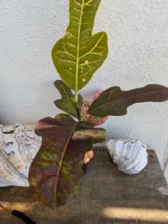 2026年最新】クロトンの人気アイテム - メルカリ