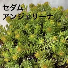 セダム・アンジェリーナ　カット苗15本