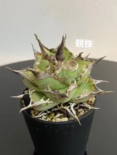 アガベ チタノタ 麻花龍 マカロン 子株 lize株① アガベ チタノタ 麻花龍 マカロン 子株 lize株① - メルカリ