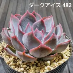 ダークアイス 482 エケベリア 多肉植物 抜き苗のサムネイル