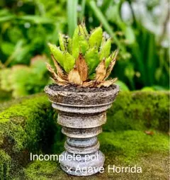 Agave Horrida × Cement potのサムネイル