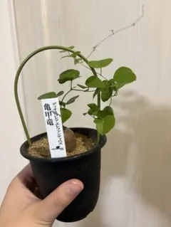 ディオスコレア エレファンティペス 亀甲竜 観葉植物 発送後翌日到着のサムネイル