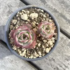 るるれれろ様 リクエスト 2点 まとめ商品