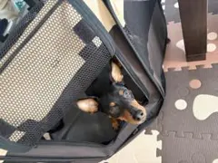 犬用車いす 青 メッシュ生地 - メルカリ