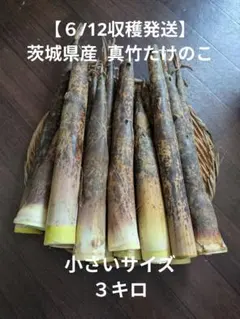 【６/12収穫発送】茨城県産 真竹たけのこ 小さいサイズ３キロのサムネイル
