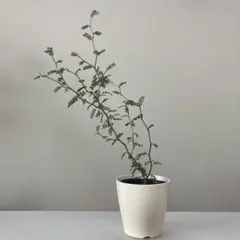 ＊ippo＊様 リクエスト 2点 まとめ商品