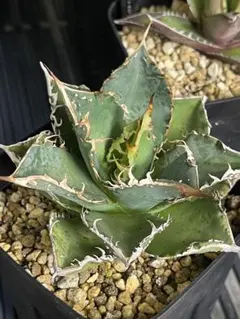 2026年最新】アガベ星空の人気アイテム - メルカリ