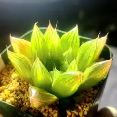 ディバリガータ 実生 選抜カキコ 多肉植物 ハオルチア アロエ 450 ナイルの一滴 カキコ 多肉植物 ハオルチア アロエ - メルカリ