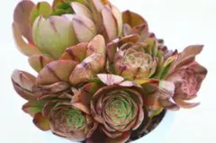 銅花順 多肉植物 アエオニウム 大群生 アエオニウム・銅花順錦群生（大） - メルカリ