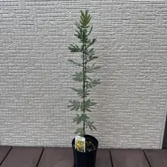 サンカクバアカシア 148cm 大苗 ミモザ アカシア 鉢植え 樹形整った株
