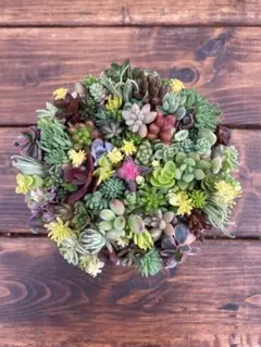 多肉植物　カット苗　おまかせ30種類