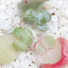 サービス品♡ 多肉植物　韓国苗　発芽済み　葉挿し　5種セット❀