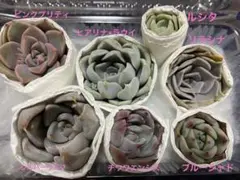 よみひ様 リクエスト 3点 まとめ商品