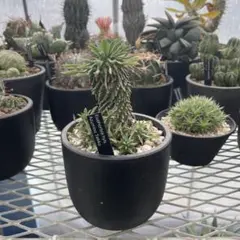 2025年最新】安曇野鉄甲の人気アイテム - メルカリ