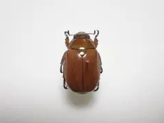 昆虫標本 コガネムシ - メルカリ