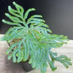 2026年最新】セラギネラ サイアメンシスの人気アイテム - メルカリ