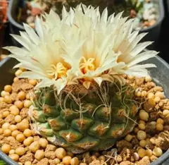 菊水 大型タイプ 実生 扁平 (親株約15cm) 鉢植えメルカリ便送料込み 菊水 大型タイプ 実生 扁平 (親株約15cm) 鉢植えメルカリ便送料