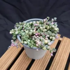 レナ＆リオ様 リクエスト 2点 まとめ商品