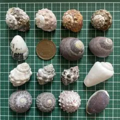 No.54 貝殻 巻貝 ヤドカリ 宿替え 引越し ハンドメイド素材