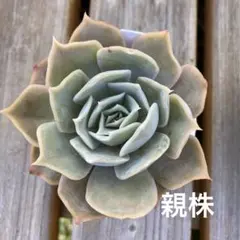 うさこ様 リクエスト 3点 まとめ商品